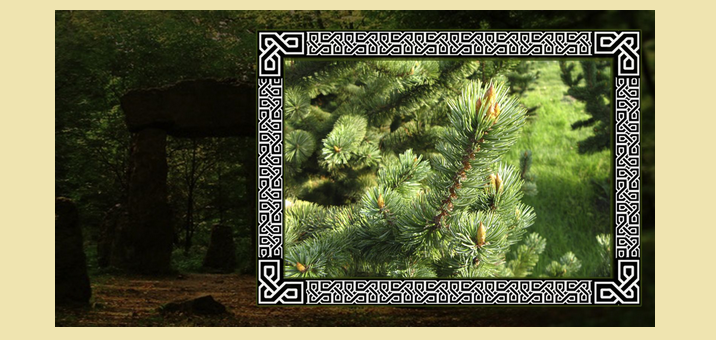 Pinus keras dan ceria di Aquarius, Pisces, Virgo