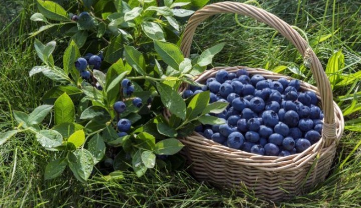 Kann mit Blaubeeren verwechselt werden