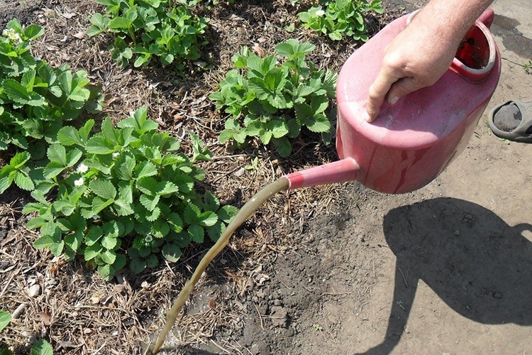 How to fertilize strawberries?