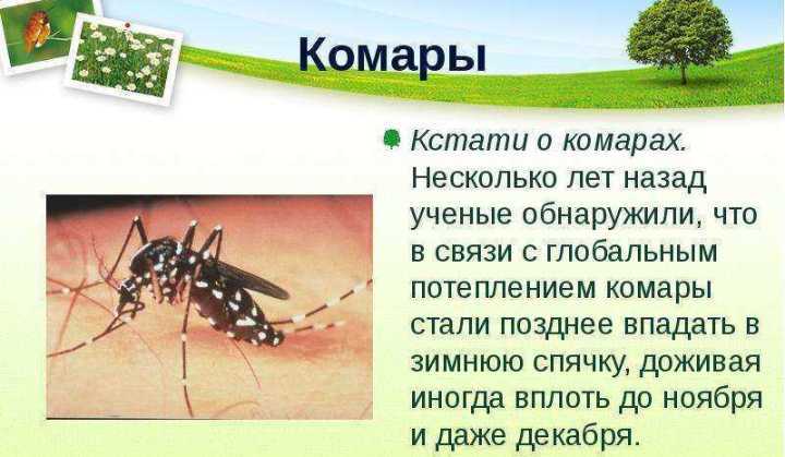 Интересный факт: самки комаров писают