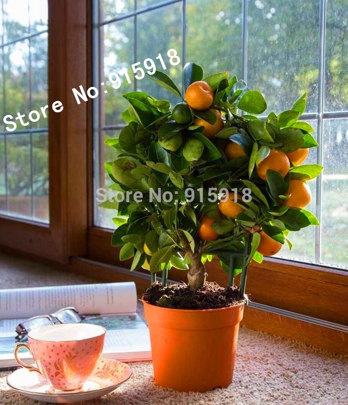 20-pcs-sednoye-excavation-mandarin-deevo-bonsai-semen-sitrusov-bonsai-gel-mandarin-semena