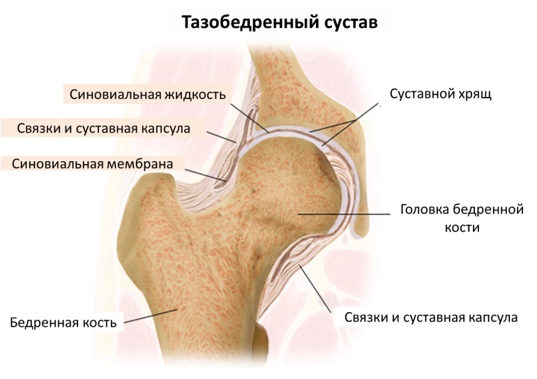 La structure de l'articulation de la hanche