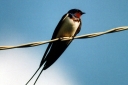 Swallow: Signs. What does it mean if the swallow flew into the house, the nest rushed, fell?