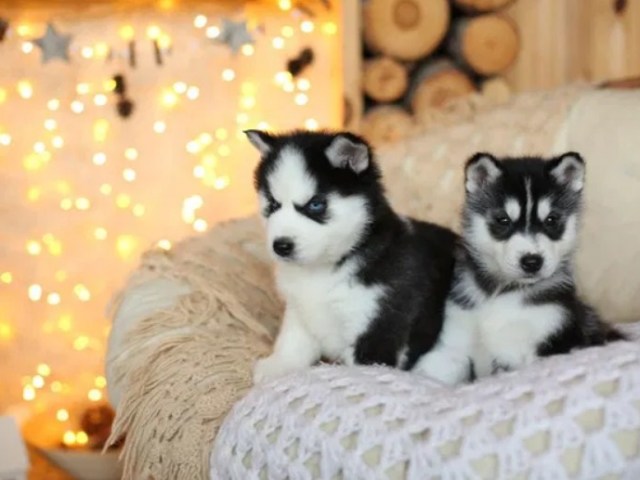 Come e perché mettere lo stigma dei cuccioli: branding cani, cosa significa lo stigma nei cani?