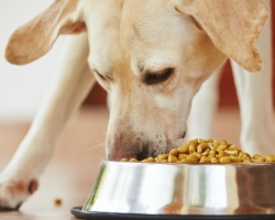 Is it necessary to salt food to the dog: veterinarians' advice, dogovoal reviews