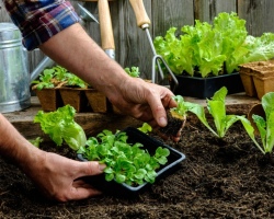 Landyard Garden, which is not digging: 2 proven ways not to dig a garden - creation, watering the planting of seedlings in the beds for the lazy