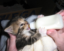 Bagaimana cara keluar anak kucing yang baru lahir tanpa kucing? Bagaimana cara memberi makan, bagaimana merawat anak kucing yang baru lahir?