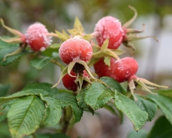 A recipe for jam from petals and rosehip fruits, drinks, tea, compote, jelly, fruit drinks, wine. Rosehip syrup - instructions for use, dosage, reviews