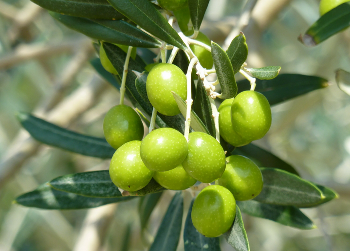 Dalisman-olive
