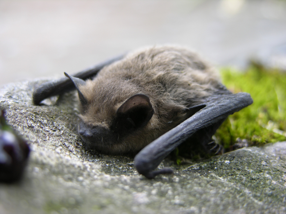 Ali je mogoče ubiti netopirje v stanovanju?