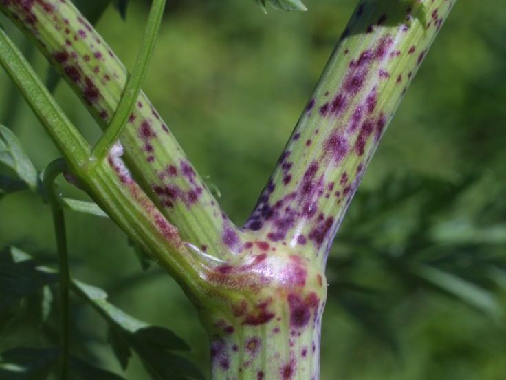 The spotted stem of the back of the back of the back