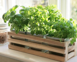 Growing greenery in an apartment on the windowsill all year round: instructions. How to grow on a windowsill in an apartment onion, croak, leaf salad, parsley, dill, basil, rosemary, garlic, ginger, mint and lemon balm, sorrel and spinach, oregano, cilantro, thyme: recommendations