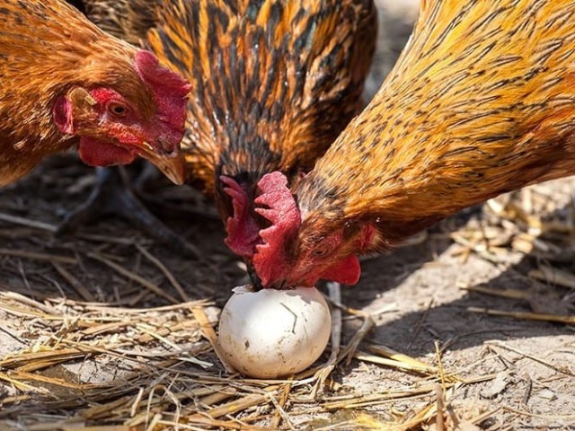 Pourquoi les poules picotent-elles les œufs et que faire si les poules pichent leurs œufs?