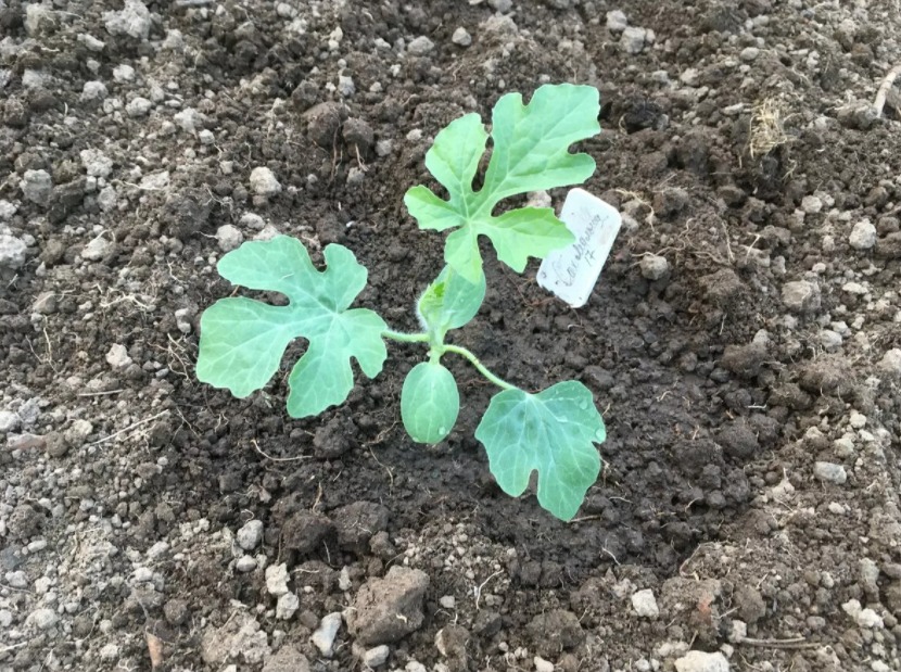 Lande -Wassermelone auf offenem Boden