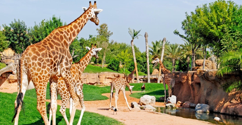 Bioparc Valencia, สเปน