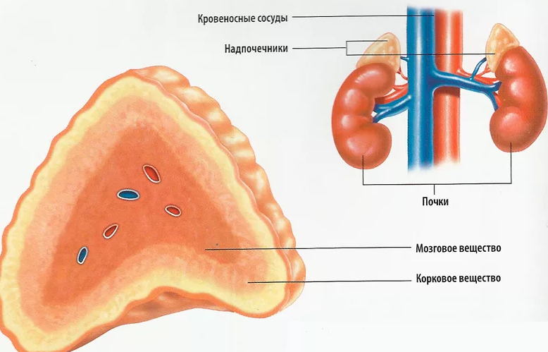 Nadledvične žleze, ki izločajo endokrine hormone