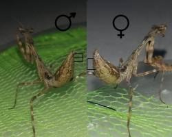 How to determine the gender of God: external signs - how to distinguish the female mantis from the male?