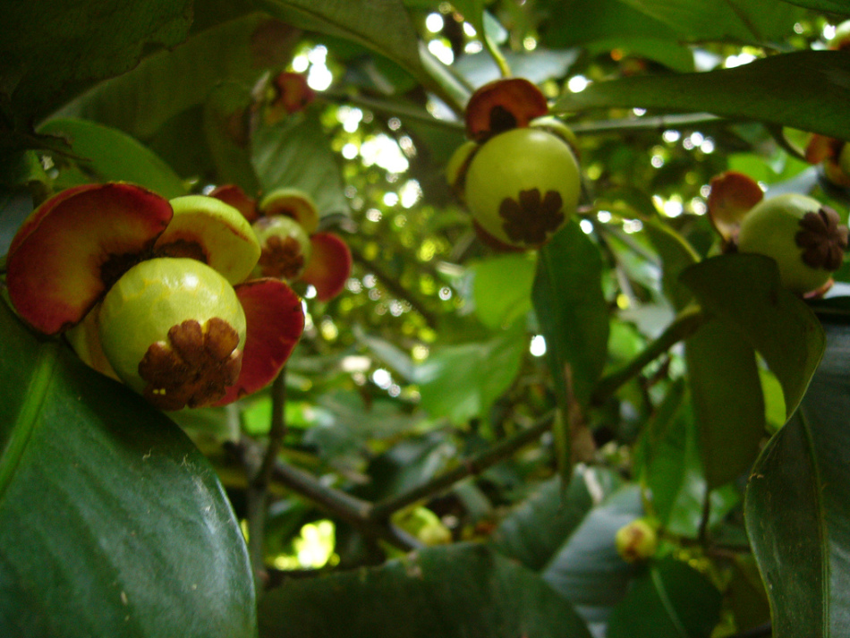 Фото мангостина фрукта