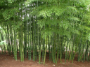 Bambu: Deskripsi Tanaman untuk Anak -anak untuk Pelajaran "Dunia", Biologi