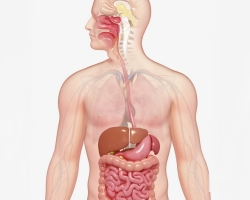 Digestion: Où est la dégradation des aliments et l'absorption des nutriments dans le sang?