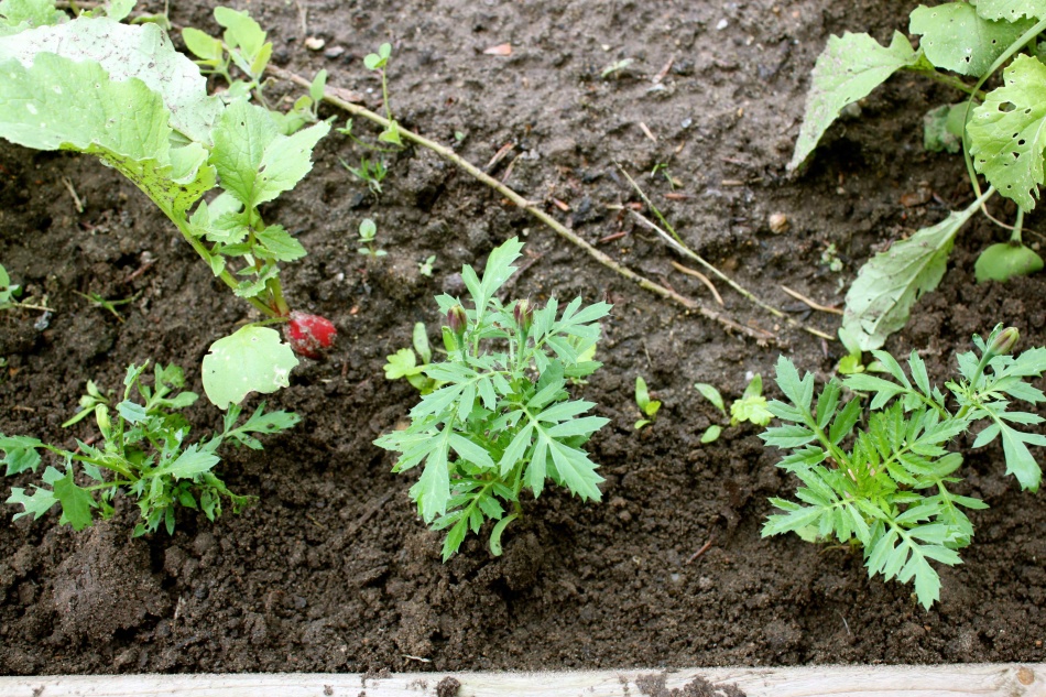 Ringelblumen auf offenem Boden gesät