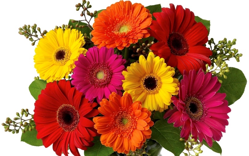 Gerbera - a gift at the beginning of a relationship