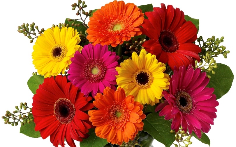 Gerbera: un regalo al comienzo de una relación