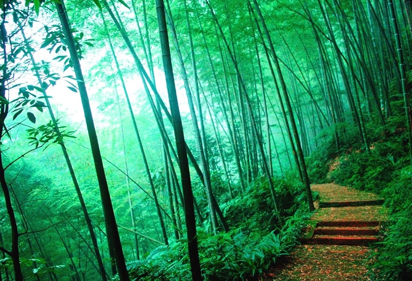 Bambu tumbuh dengan padat di seluruh hutan