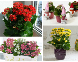 Kalanchoe Flowering - Floare interioară: Cum să ai grijă, să tuns, apă acasă? Kalanchoe - este posibil să se păstreze acasă: valoarea florii, semnelor și superstițiilor