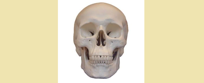 Анатомия — череп человека