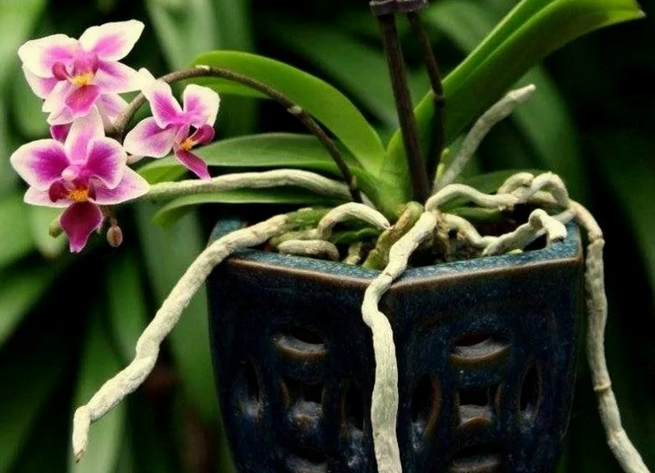 Orchid Falenopsis is not propagated by air roots