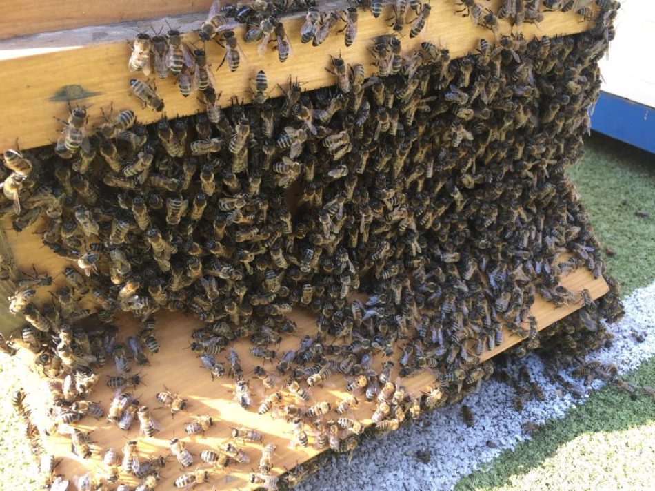 Abejas salvajes