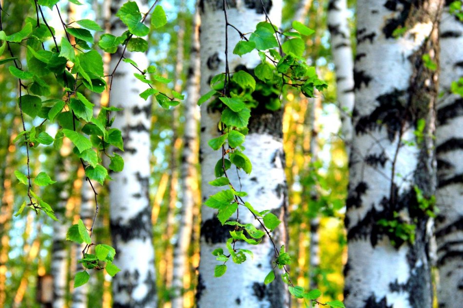 Birch is perfect as a material for creating runes