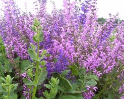Grass Sage: Therapeutic properties for men and women, use in medicine, contraindications. How to drink sage to the treatment of colds, coughing, rinse your mouth to treat gums? The beneficial properties of sage for women with infertility and menopause