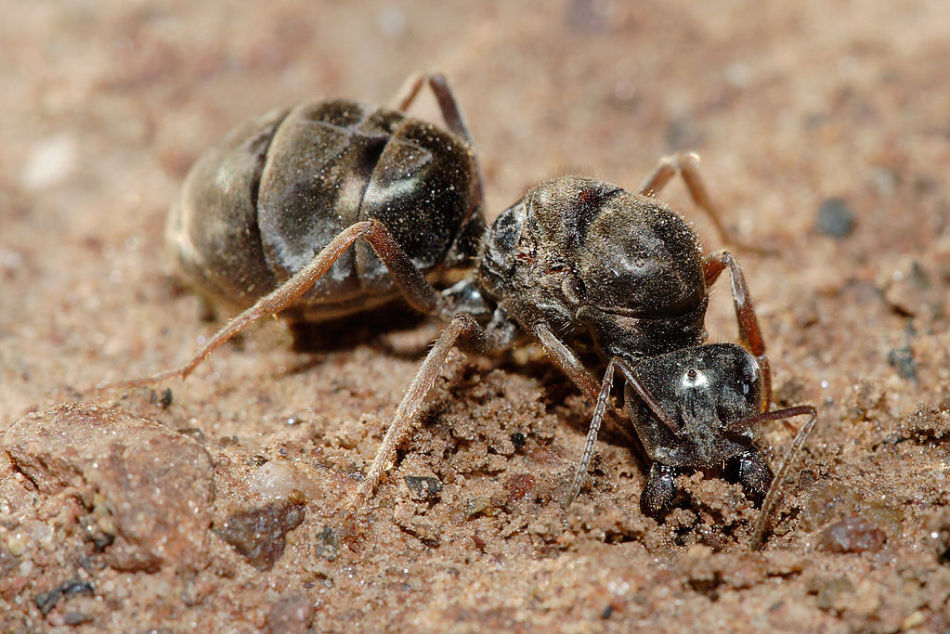 Temelj mravljice