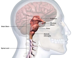 Emberi agyi csomagtartó: szerkezet, funkció, lézió és betegség