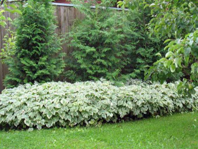 A hasznos elkerülés gyakran spontán módon növekszik a kertekben és a dachákban.