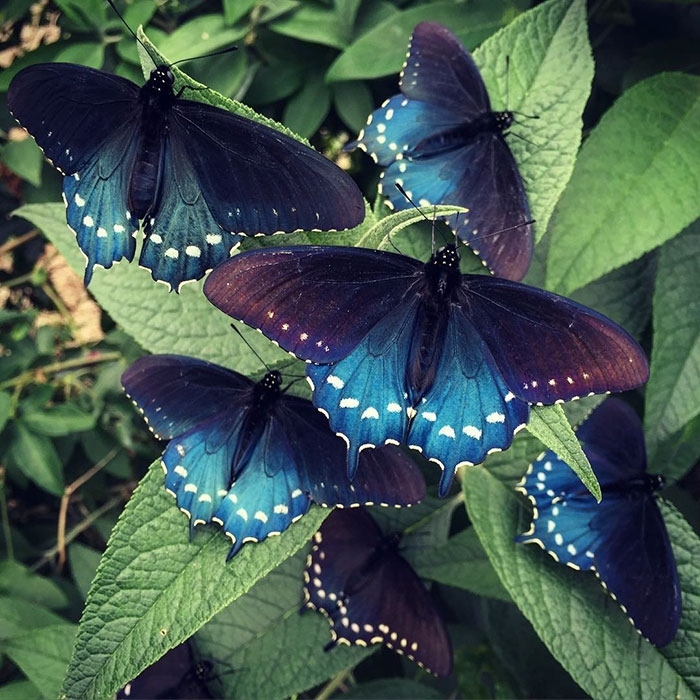 Τι μοιάζει η πεταλούδα Mahaon και η κάμπια του: φωτογραφία