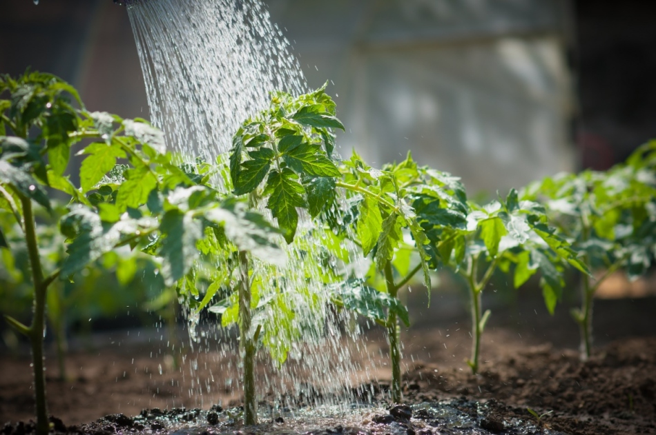 Watering tomatoes