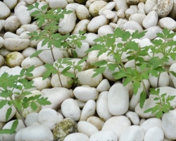 Sjukdomar i tomatplantor och deras behandling hemma. Varför blir tomatplantorna gula, det bleknar och faller, växer dåligt, tunt och långa, lila: Vad ska man göra?