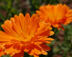 Useful properties of calendula for the face, hair and heels. How to wipe your face with acne calendula?