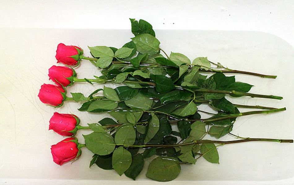 Helyezze a rózsákat egy kádba vízzel, hogy jó tárolást biztosítson