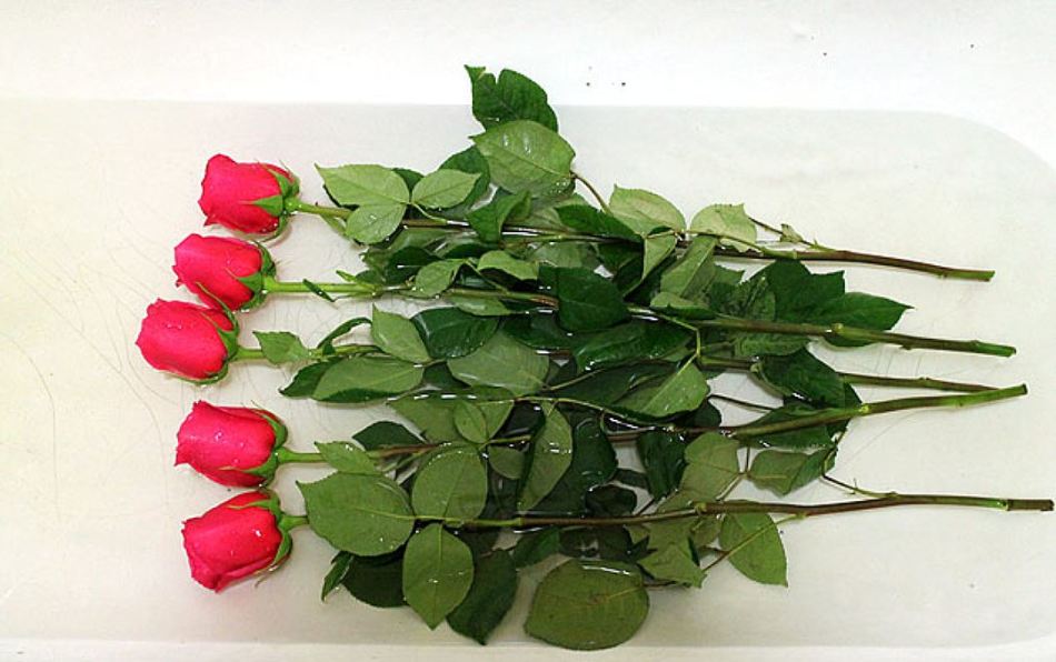 Metti le rose in una vasca da bagno con acqua per fornire un buon deposito