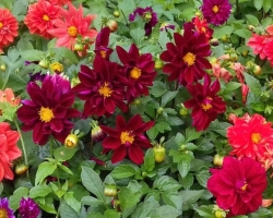 Annual dahlias - what are these flowers and how are they grown? How to sow annual dahlias for seedlings: sowing, diving, landing in the ground, favorable days. The best varieties of annual dahlias with photo and description: List, photo on the garden