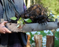 Ne zaman kazılır ve kazdıktan sonra Dahlias nasıl saklanır?