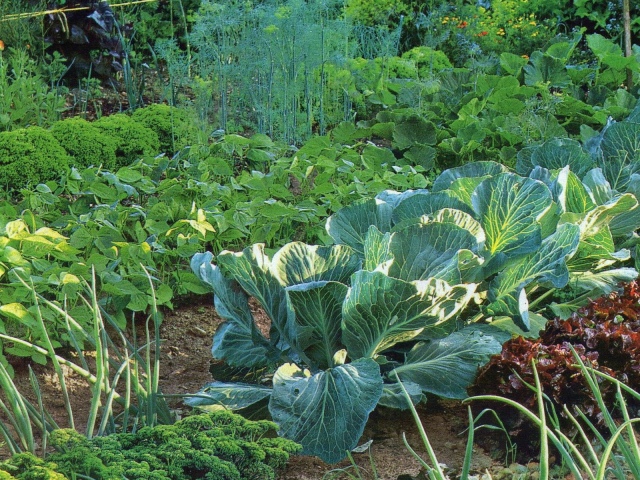 Il est possible ou impossible de planter des semis dans la chaleur, les concombres d'eau, les tomates, le travail, la course, courir, verser de l'eau froide, baigner les chats, verser des chiens, marcher en noir pendant la journée?