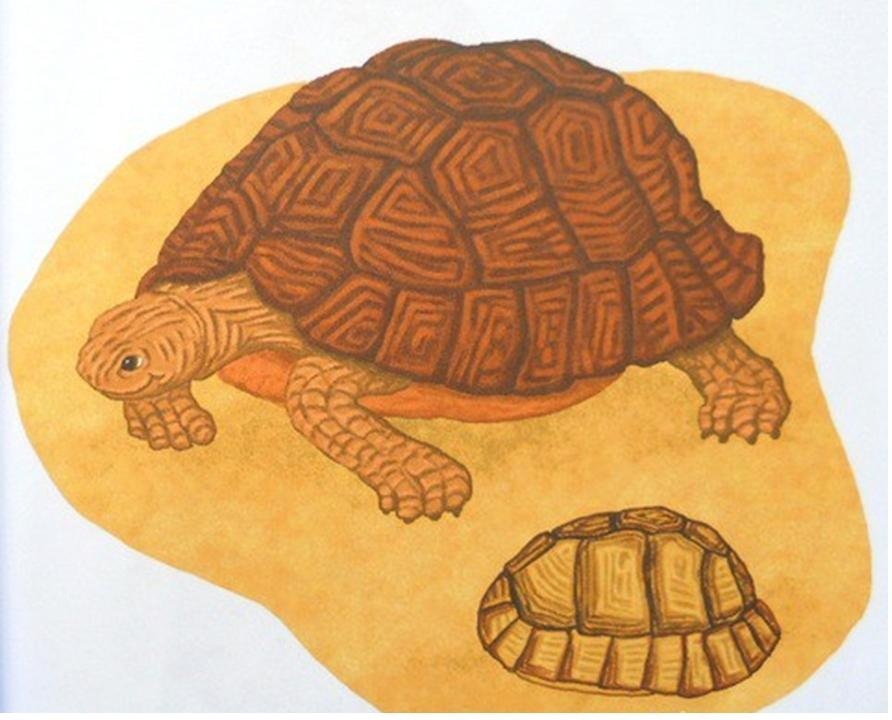 Otroške risbe želv, primer 4