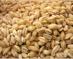 Cara membedakan gandum mutiara dari gandum dengan tanda -tanda eksternal: fitur