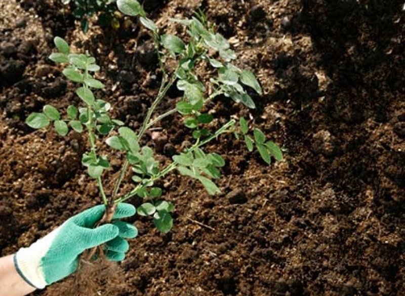 Autumn or spring landing and transplanting roses - which is better?