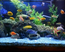 Аквариумные рыбки красные, черные, голубые, белые, желтые: фото с названиями. Аквариумные рыбки хищные и мирные, миролюбивые: названия, фото